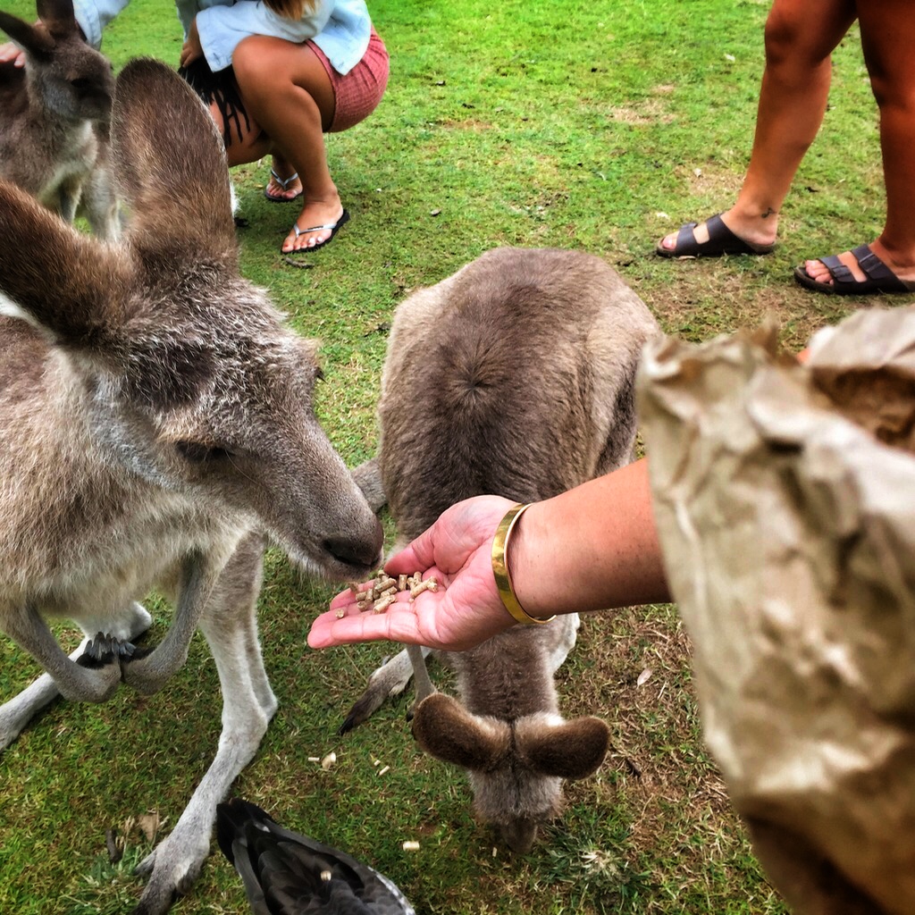 Kangaroo Feeding