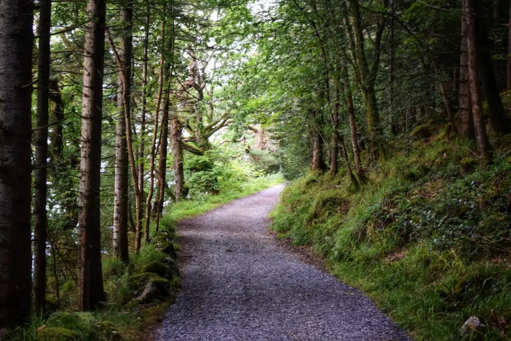 Exploring Slish Wood in Sligo