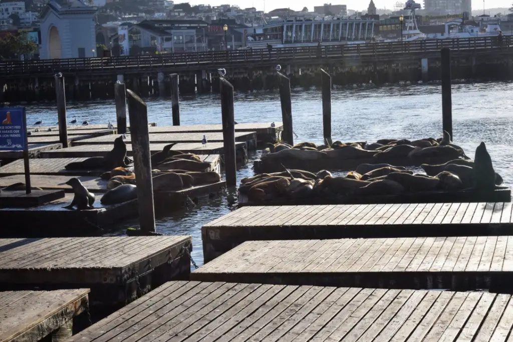 Sea Lions at Pier 39 Sea Lions at Pier 39