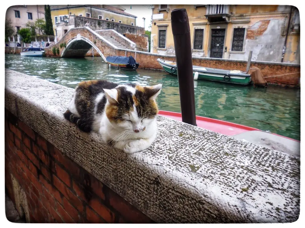 a cat enjoying life in one of the most photogenic places in Venice by the canal